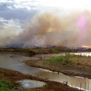 Environmental Issues and Conservation