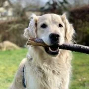 Guess the Dog Breed