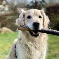Guess the Dog Breed