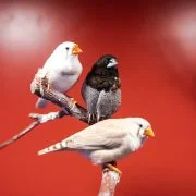 Guess the Birds