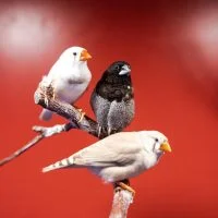 Guess the Birds