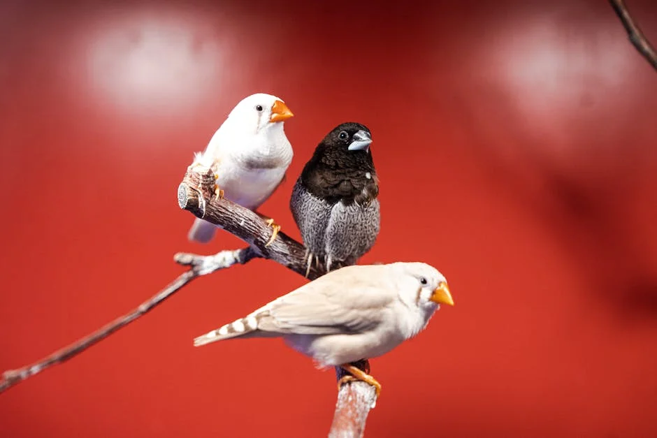 Guess the Birds