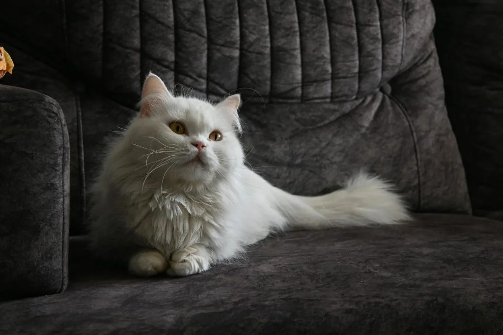 Guess the Cat Breed