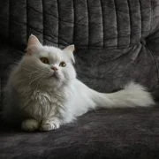 Guess the Cat Breed