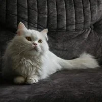 Guess the Cat Breed