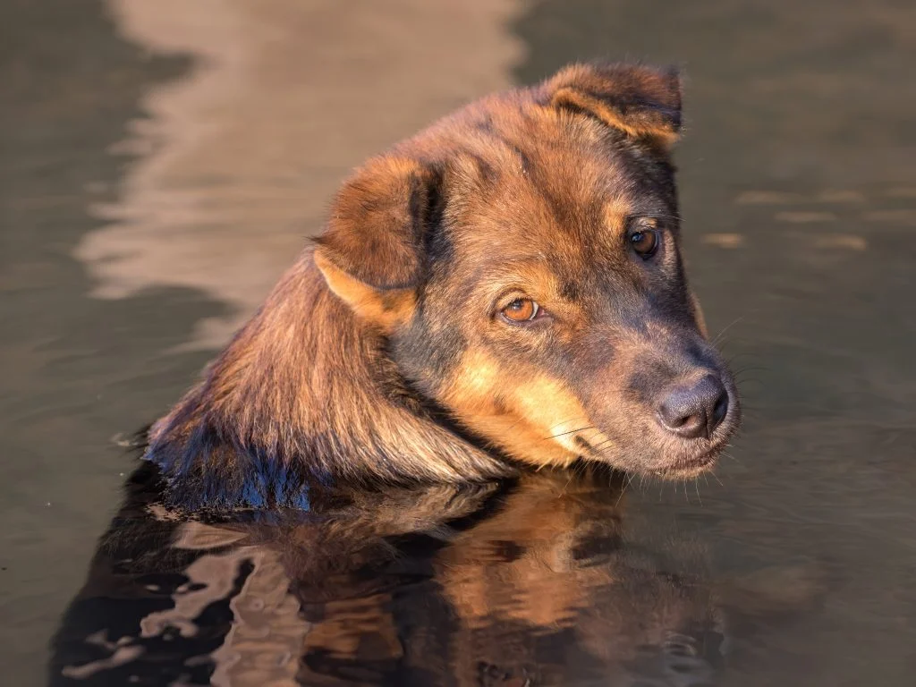 Top 20 Most Popular Dog Breeds in the USA