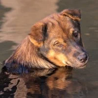 Top 20 Most Popular Dog Breeds in the USA