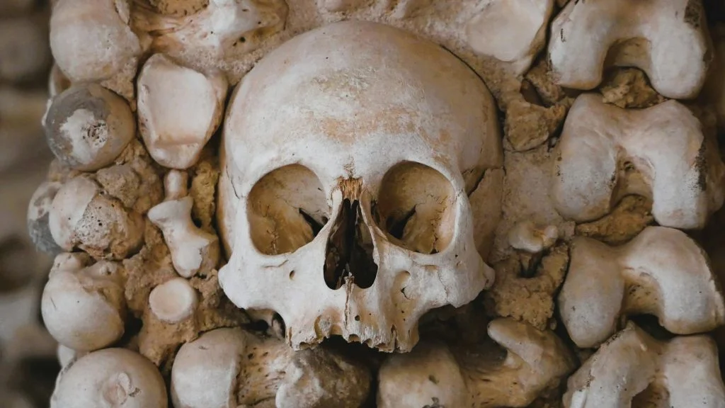 Human Body Bones Quiz